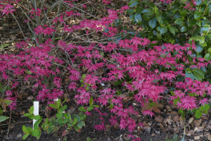 Acer palmatum Beni Maiko             